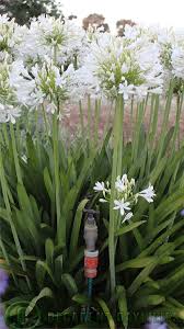 How to grow agapanthus in your garden choose a place in the garden that gets full sun to part shade. How To Grow Agapanthus Daylilies In Australia