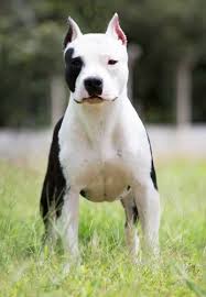 Pin De Walter Castro En Perros Perros Enormes Perros Chatos Perros Fuertes