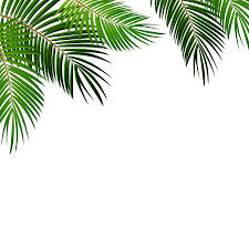 A small palm leaf should be flat and dry in a few days when you have placed them between the books. Palm Leaf Cliparts Stock Vector And Royalty Free Palm Leaf Illustrations