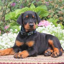 Doberman Pinscher Puppies For Sale Greenfield Puppies Doberman Pinscher Dog Doberman Pinscher Puppy Doberman Dogs