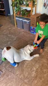 Providing shelter, care and loving homes for english bulldogs in southern california for over 10 years! Bulldog Rescue Of Arizona Home Facebook