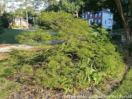 Learn about japanese maple tree care and pruning, explore some of the many varieties of japanese maples, and why these. A Front Yard Makeover With Boxwood Shrubs Benches Copper Roof Dovecote Between Naps On The Porch