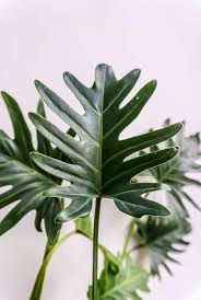 A Leaf From The Philodendron Xanadu On Sitsitso Com Plants Plant Goals Green Plants