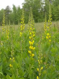 Image result for Indigofera phyllanthoides