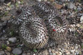 We believe in helping you find the product that is right for if you are interested in cactus flower shape, aliexpress has found 577 related results, so you can compare and shop! Cactus With A Small Red Heart Shaped Flower Photograph By Dejavu Designs