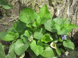 Learn more about these weeds and how to treat them! Weed Gallery Hvra