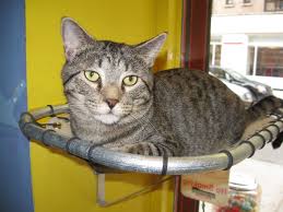 Your local source for natural pet food and supplies in boulder. Whiskers Holistic Petcare Blog Best Resource For Pet Owners