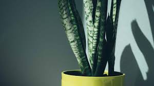 The requirements are the same as for the g. 25 Indoor Plants That Thrive In Low Light