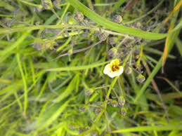 Image result for Sopubia ramosa