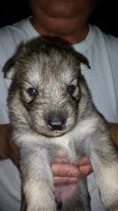 Small breeder located in cheyenne, wy, united states. Tamaskan Puppies For Sale Cheyenne Wy 189324 Petzlover