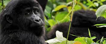 Bereits nach der ankunft an entebbes modernen flughafen wird bereits deutlich, dass uganda ein ganz besonderes. Uganda Naturparadies Am Aquator