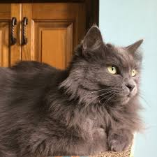 Nebelung Cat Grey Cat Softest Fur In The World Nebelung Cat Grey Cat Breeds Angora Cats
