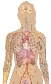 In the following article, we take a look at the important internal organs of the human body and their functions in the bigger biological system. Human Body Organs Free Png Image Png Arts
