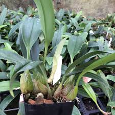 Image result for Bulbophyllum elliotii