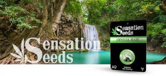 Buy feminised, autoflower and medical we combine our unsurpassed experience producing feminized cannabis seeds with the latest genetics to offer you the finest quality cannabis seeds. New Seed Bank Sensation Seeds Zamnesia Blog
