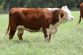 Hereford Cattle Brazos Valley Cattle Company Hereford Cows Hereford Cattle Barnyard Animals