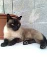 Perdu chat siamois