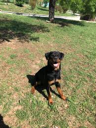 Rottweiler In 2020 Rottweiler Dogs Animals