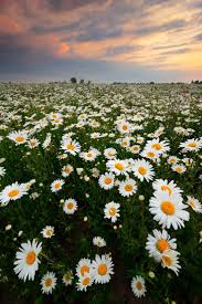 Field Of Daisies Zeeland The Netherlands Summer Nature Photography Flowers Photography Nature Photography Flowers