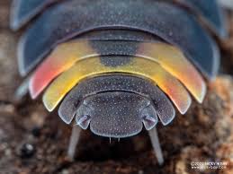 Image result for Alinula sp.