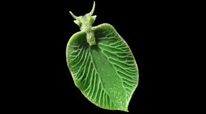 Image result for Elymandra