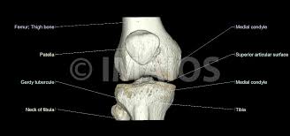 Any tightness or weakness in the muscles around the knee makes you prone. The Knee Mri Atlas Of Anatomy In Medical Imagery