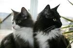 Long Haired Cats For Adoption - Adoptable Pet Listings