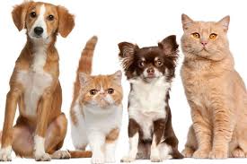 Cats make wonderful companions and there are many cats and kittens available for adoption at the rspca. Newcastle Church S Christmas Animal Service Will Be One Fur All To Enjoy Chronicle Live