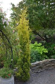 Columnar sweetgum 'slender silhouette' (liquidambar styraciflua 'slender silhouette') is an incredibly narrow form of sweetgum that grows quickly to over 60′ tall and barely 6′ wide. Columnar Plants For Tight Areas Yard N Garden Land