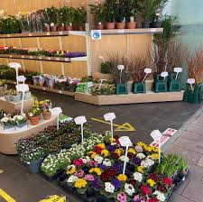 Frische schnittblumen und sträuße aus holland von oranje blumen. Oranje Blumen P F Overdevest Gmbh Beitrage Facebook