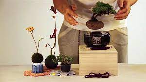 La differenza principale tra kokedama e bonsai riguarda l'assenza del vaso. Tradizione Piu Innovazione Dal Giappone Arrivano I Bonsai Volanti Startupitalia Startupitalia