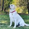 To learn more about each adoptable dog, click on the i icon for some fast. 1