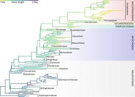 Image result for Apocynaceae subfamilies Asclepiadoideae and Secamonoideae