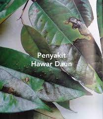 200 tahun tidak henti berbuah. 4 Penyakit Utama Durian Pengurusan Perosak Durian Yang Wajib Anda Tahu Kartel Dakwah