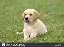 blonde labrador retriever puppies high resolution stock photography and images alamy