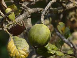 Image result for Catunaregam obovata