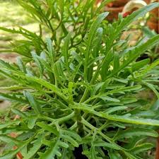 Image result for Kalanchoe laciniata