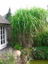 Miscanthus Floridulus Riesen Chinaschilf Gartengestaltung Garten Graser Im Garten