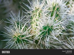 These can be as tall as 15 feet and as. Close Cactus Branches Image Photo Free Trial Bigstock