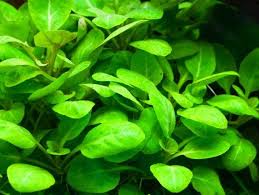 Cara menanam bunga lobelia di dalam pot lobelia merupakan tanaman berbunga yang banyak dijadikan sebagai tanaman hias karena bunganya yang cantik. Lobelia Cardinalis Aquascape