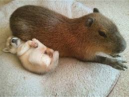 Capybaras Don T Care Who You Are Or What You Look Like Capybara Capybara Pet Animals