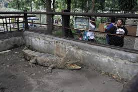 Taman buaya asam kumbang merupakan taman penangkaran reptil buaya terbesar di indonesia. Uripmu Kurang Piknik 4 Objek Wisata Solo Ini Sudah Buka Lur