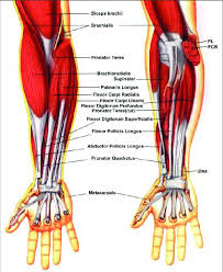 Most muscle movement of the body is under conscious control. The Muscles Of The Forearm Download Scientific Diagram