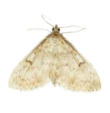 Image result for Anania perlucidalis