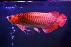 Ikan Arwana Ikan Ikan Ikan Akuarium Air Tawar