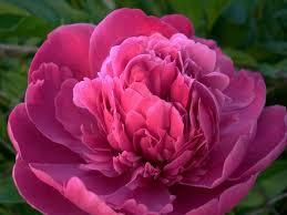 We did not find results for: Want The Peony Fertilizer 5 Of The Best That Work