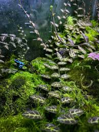 Image result for Solanum sp. A