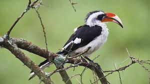 What type of bird is zazu. Toucan Don T You Dare Calling Me A Hornbill Cgtn