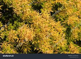 Image result for Newtonia