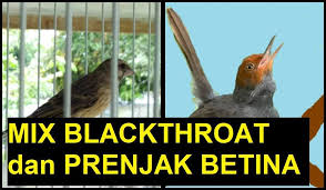 Suara pikat burung cici padi ribut suara pikat ampuh. Shev S Video Mix Blackthroat Gacor Dan Prenjak Betina Gacor Masteran Murai Batu Gacor Dan Kacer Gacor Facebook